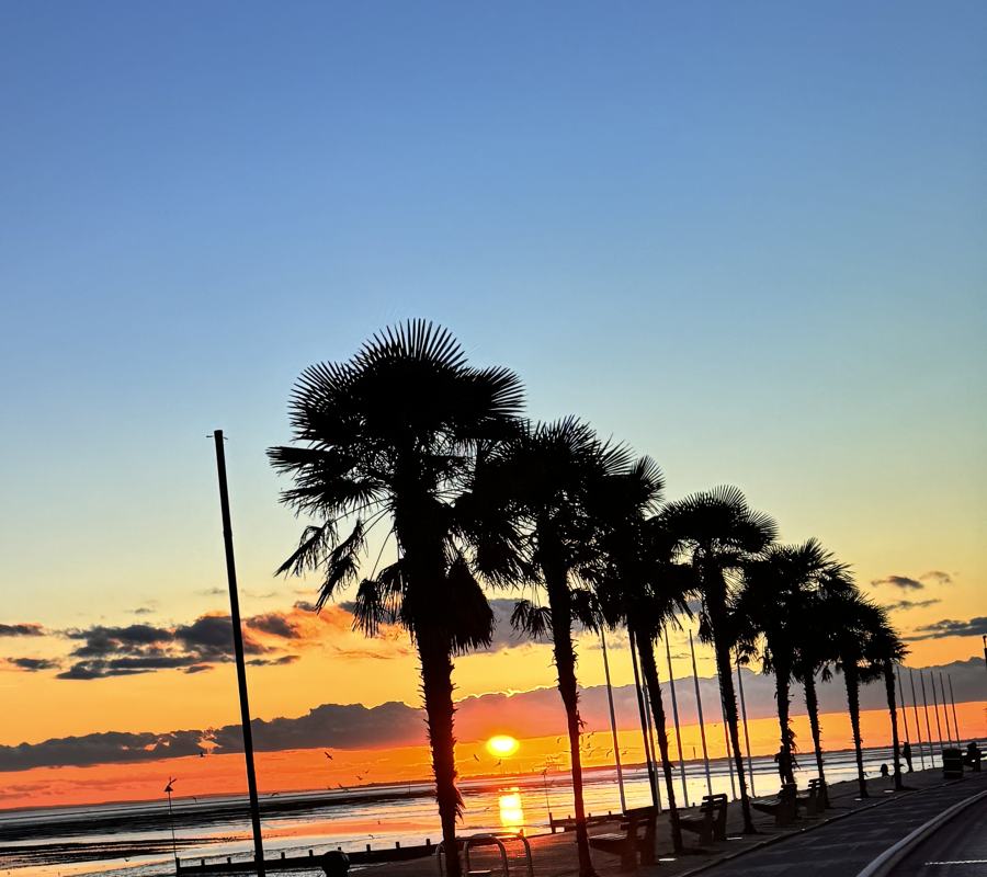Row of palm trees along a seafront at sunset